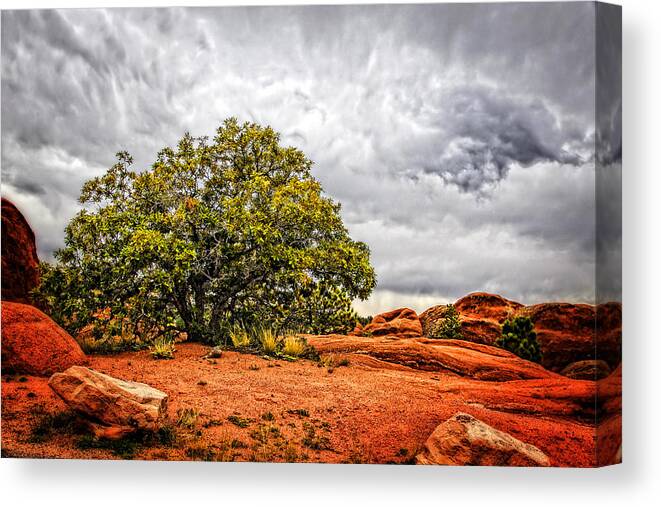 Nature Canvas Print featuring the photograph Defying the Storm by Lincoln Rogers