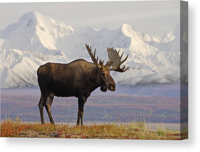 Moose Canvas Print featuring the photograph Denali Moose by Steven Kazlowski