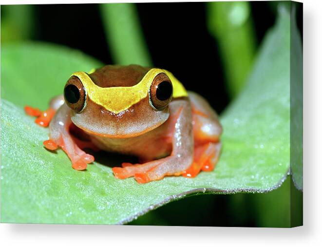 Dendropsophus Bifurcus Canvas Print featuring the photograph Dendropsophus Frog by Dr Morley Read/science Photo Library