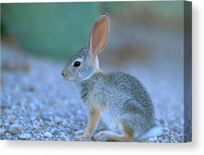 Animal Canvas Print featuring the photograph Desert Cottontail Rabbit by Craig K. Lorenz