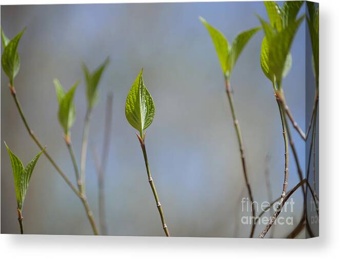 Indiana Canvas Print featuring the photograph Detail of Spring by Alys Caviness-Gober
