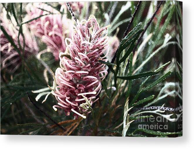 Grevillea Canvas Print featuring the photograph Dew Covered Grevillea by Cassandra Buckley