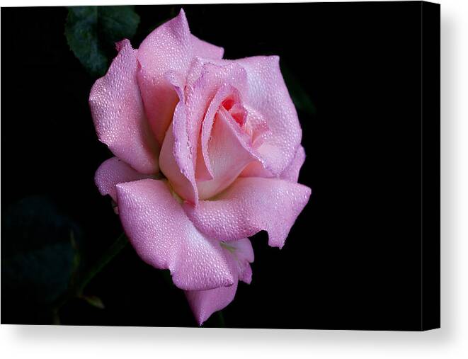 Rose Canvas Print featuring the photograph Dew Drops by Doug Norkum