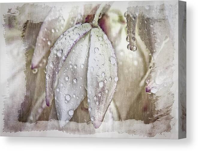 Florals Canvas Print featuring the photograph Dew Drops by Pamela Steege