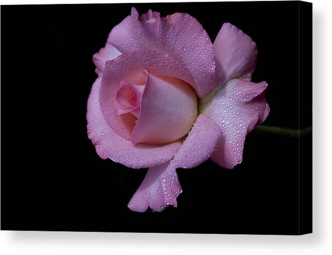 Rose Canvas Print featuring the photograph Dewy by Doug Norkum