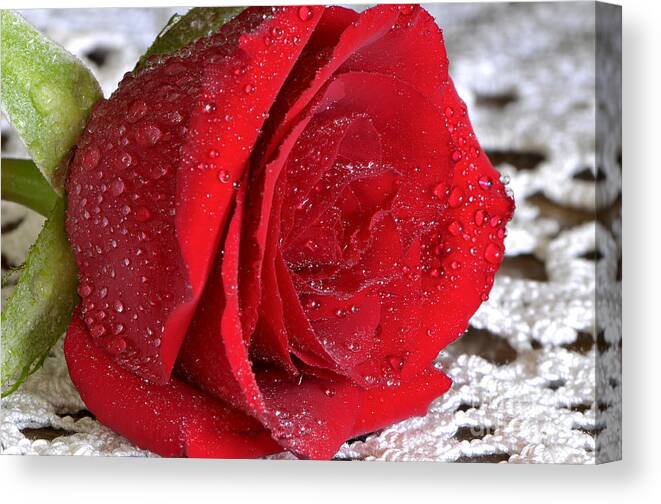 Red Rose Canvas Print featuring the photograph Dewy Fresh by Sharon Talson