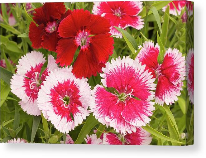Dianthus Canvas Print featuring the photograph Dianthus 'summer Splash' Flowers by Ann Pickford