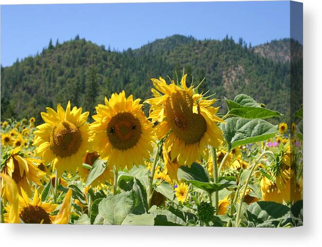 Spring Canvas Print featuring the photograph Did someone say Spring? by Marie Neder