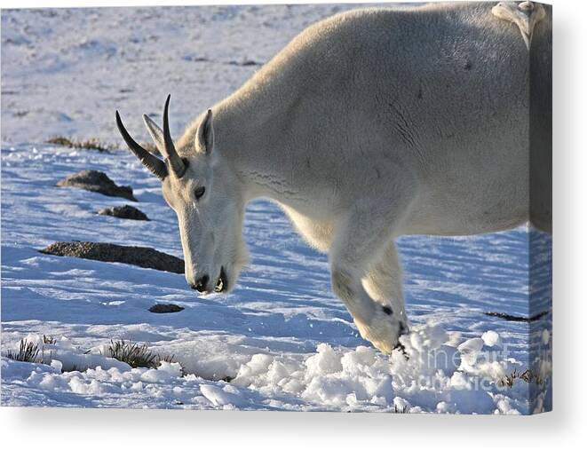 Mountain Goat Canvas Print featuring the photograph Digging for Dinner by Jim Garrison