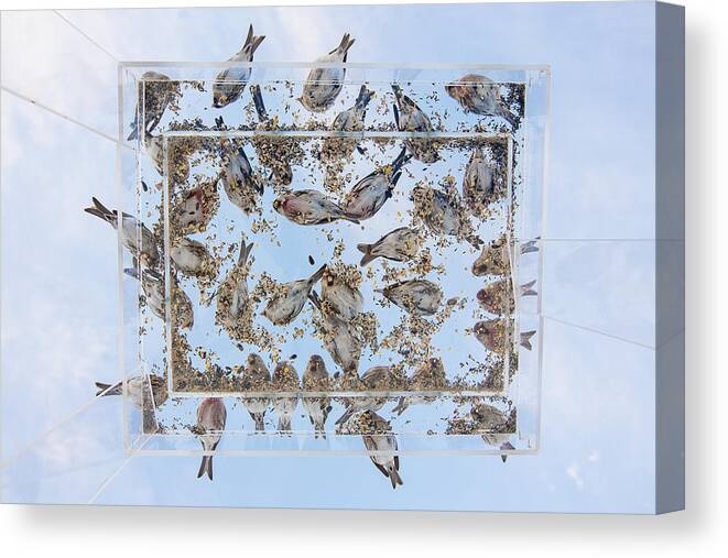 Adult Canvas Print featuring the photograph Dining in the Sky by Tim Grams