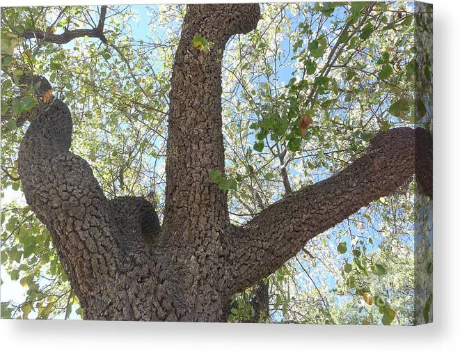 Dino Canvas Print featuring the photograph Dino Tree by Nora Boghossian