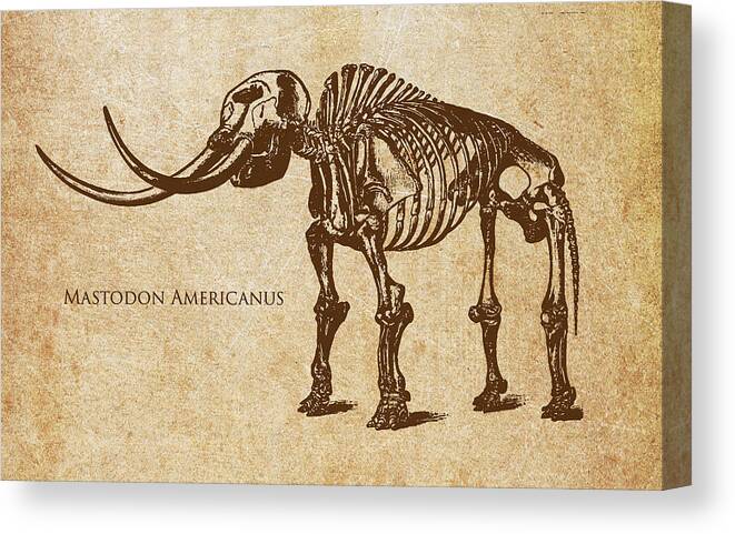 Mammut Canvas Print featuring the digital art Dinosaur Mastodon Americanus by Aged Pixel