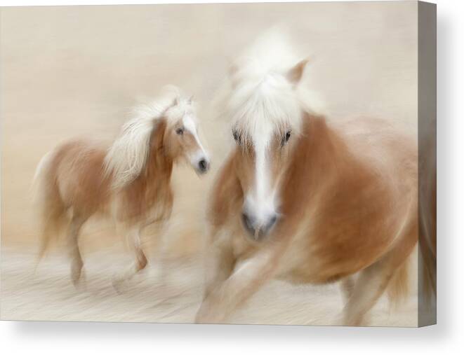 Mare Canvas Print featuring the photograph Direct Contact by Martine Benezech