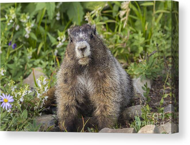 Marmot Canvas Print featuring the photograph Dirty Face by Sonya Lang