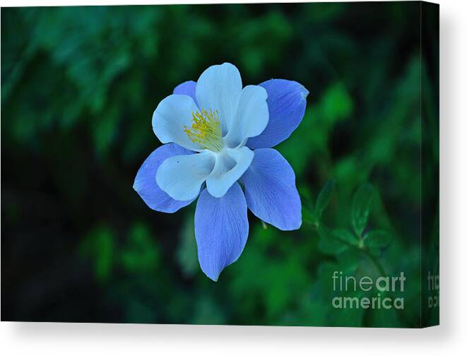 Columbine Canvas Print featuring the photograph Divine Intricacy by Kelly Black