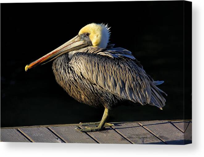 Brown Pelican Canvas Print featuring the photograph Dockmaster - Brown Pelican by HH Photography of Florida