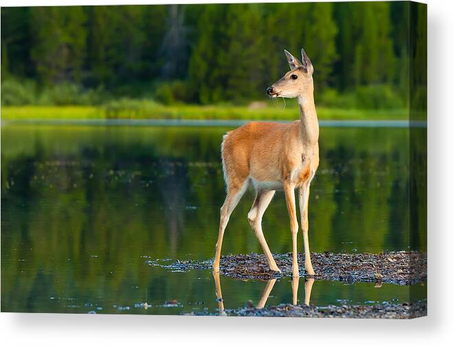 Animal Canvas Print featuring the photograph Doe by Sebastian Musial