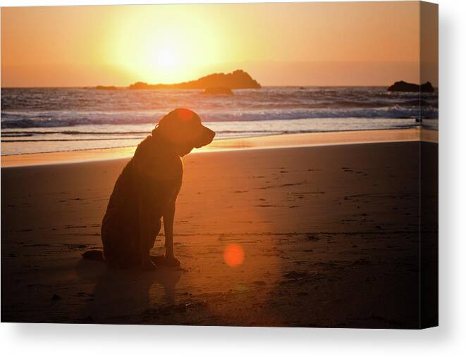 Pets Canvas Print featuring the photograph Dog At Beach by Christopher Kimmel