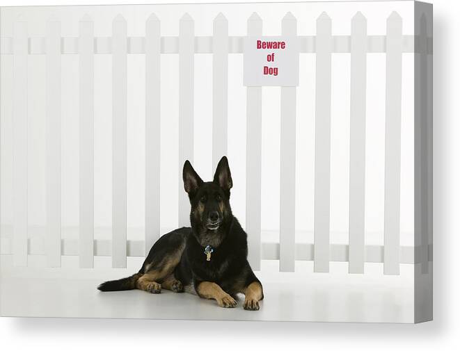 Canine Canvas Print featuring the photograph Dog lying down by fence with beware of dog sign by Comstock Images
