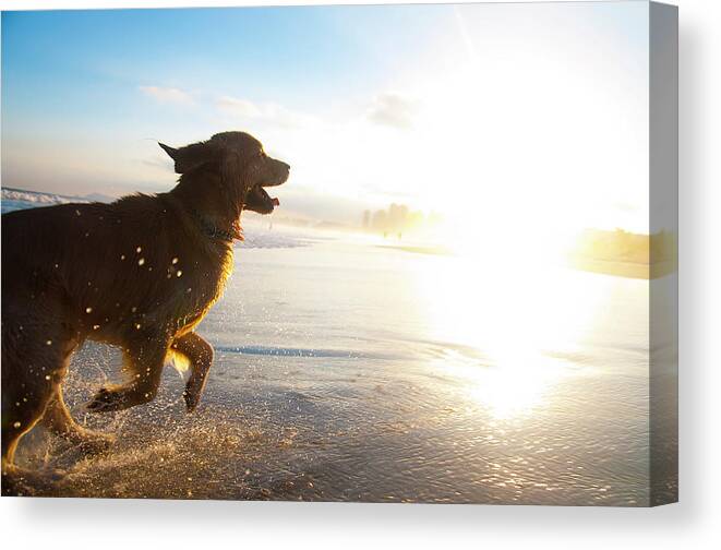 Fun Canvas Print featuring the photograph Dog Running On The Beach by Giovani Cordioli