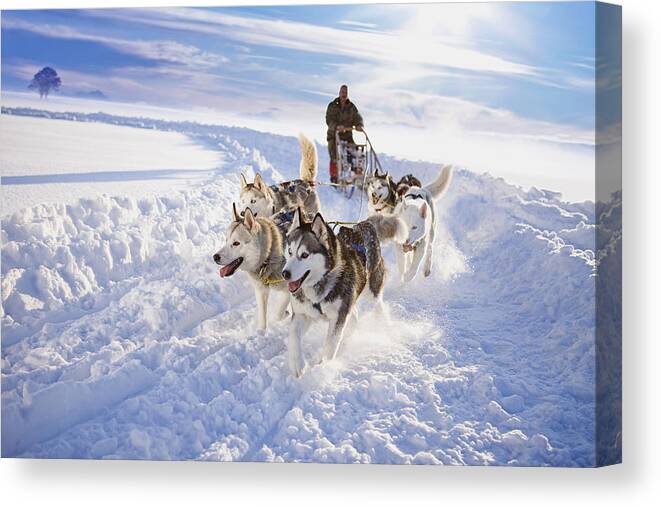 Working Animal Canvas Print featuring the photograph Dog sledge by Zero Creatives