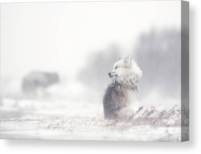 Eskimo-dog Canvas Print featuring the photograph Dogs In The Storm by Marco Pozzi