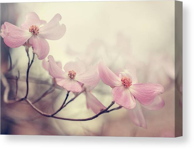 Flowers Canvas Print featuring the photograph Dogwood by Magda Bognar