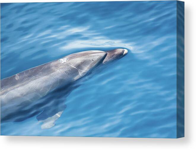 Nā Pali Coast State Park Canvas Print featuring the photograph Dolphin Watching In Kauai Hawaii by Yinyang