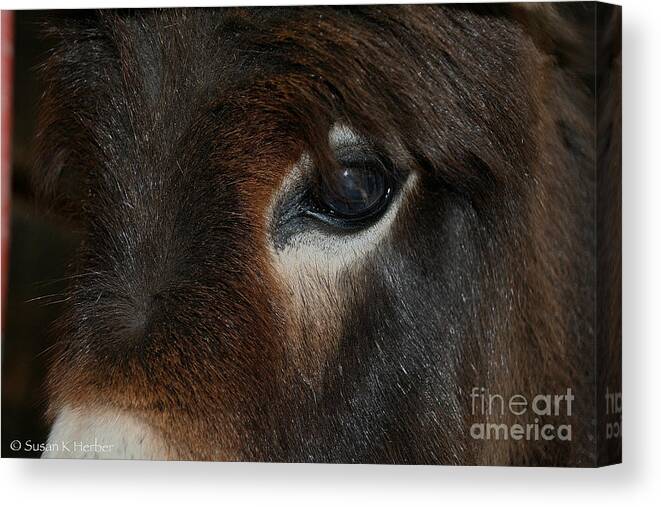 Donkey Canvas Print featuring the photograph Donkey by Susan Herber