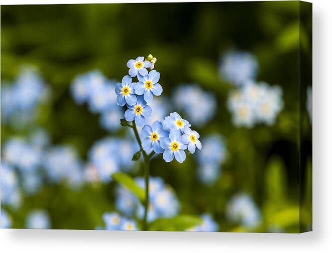 Forget Me Not Canvas Print featuring the photograph don't forget me II by Dan Hefle