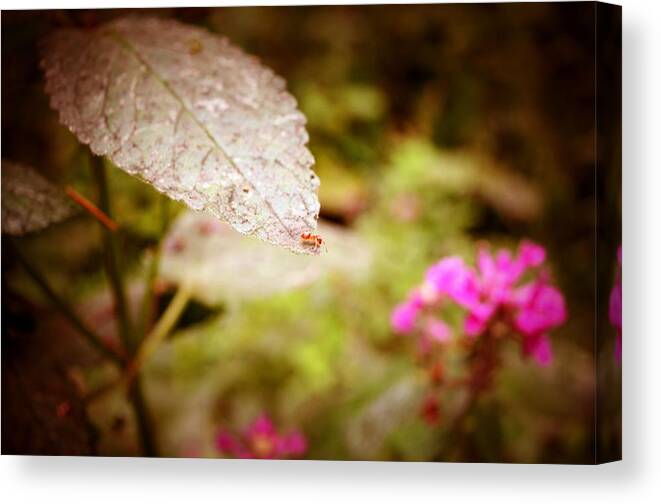 Red Ant Canvas Print featuring the photograph Don't Look Down by Laureen Murtha Menzl