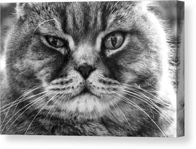 Cat Canvas Print featuring the photograph Don't mess with me by Yevgeni Kacnelson
