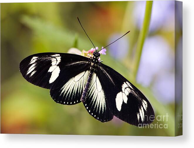 Butterfly Canvas Print featuring the photograph Doris Longwing Butterfly by Oscar Gutierrez