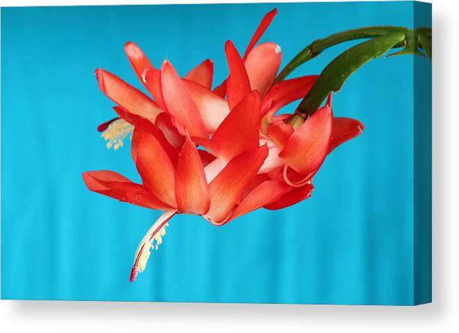 Christmas Cactus Canvas Print featuring the photograph Double Bloom in Red by E Faithe Lester
