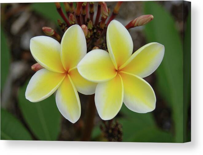 Plumeria Flower Canvas Print featuring the photograph Double Delight by James Knight