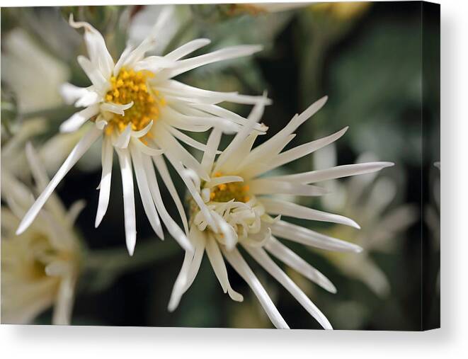 Mums Canvas Print featuring the photograph Doubly White by Mary Haber