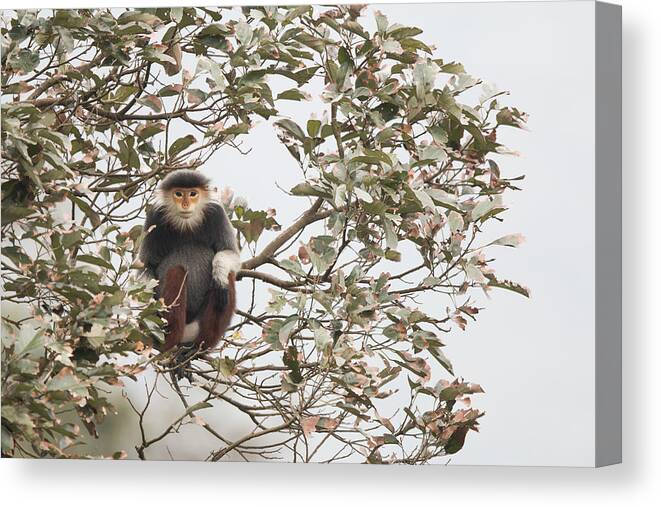 Cyril Ruoso Canvas Print featuring the photograph Douc Langur Female Vietnam by Cyril Ruoso