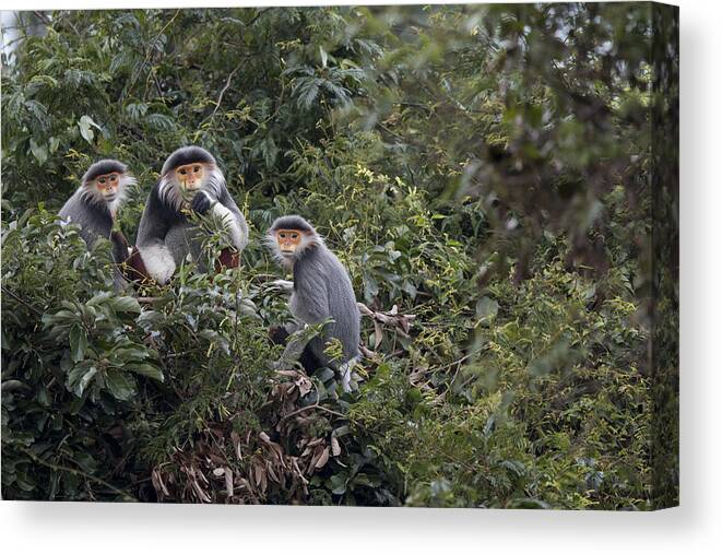 Cyril Ruoso Canvas Print featuring the photograph Douc Langur Male And Females Vietnam by Cyril Ruoso