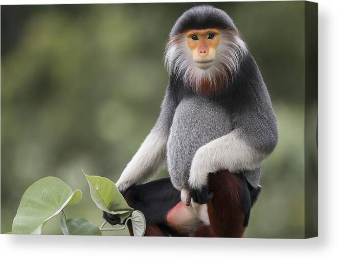 Cyril Ruoso Canvas Print featuring the photograph Douc Langur Male Vietnam by Cyril Ruoso