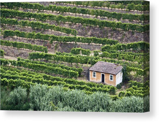 Douro Canvas Print featuring the photograph Douro Valley Vineyards by Eggers Photography