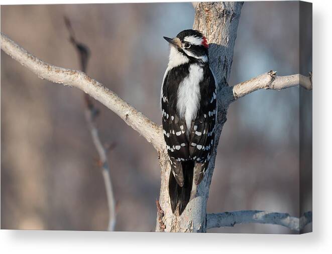 Bird Canvas Print featuring the photograph Downey Woodpecker by Celine Pollard