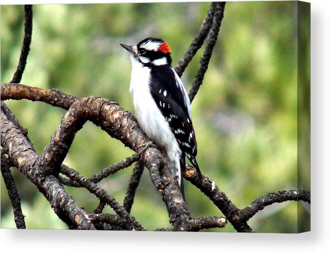 Colorado Canvas Print featuring the photograph Downy Woodpecker by Marilyn Burton