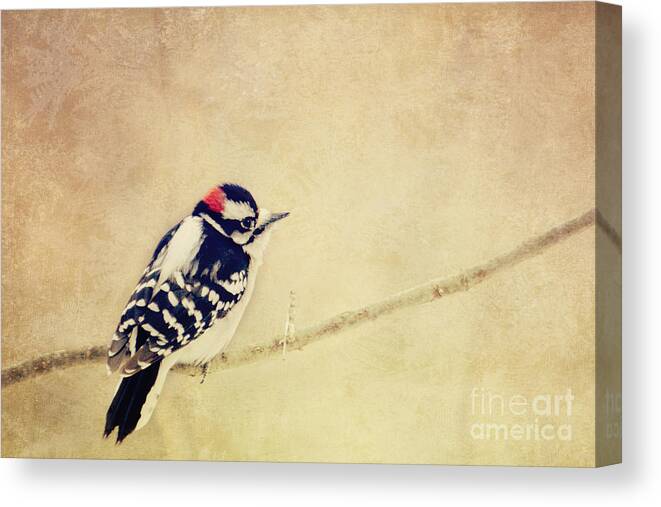 Woodpecker Canvas Print featuring the photograph Downy Woodpecker by Pam Holdsworth