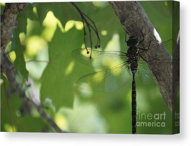 Dragonfly Canvas Print featuring the photograph Dragonfly by Zori Minkova