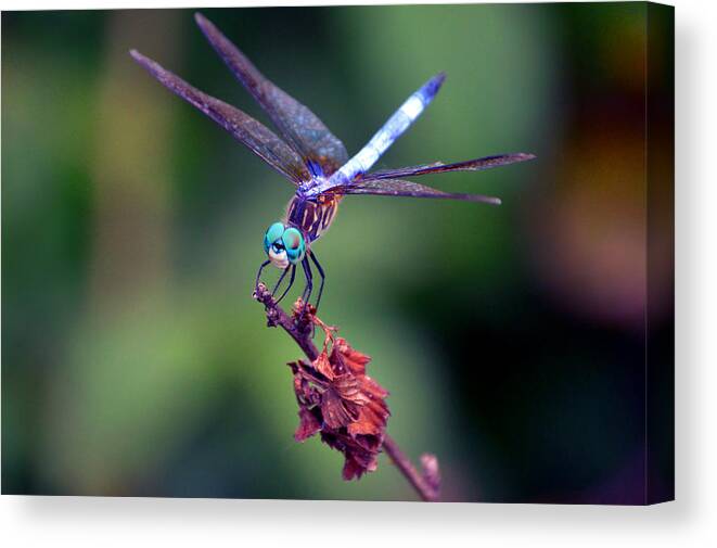 Dragonfly Canvas Print featuring the photograph Dragonfly 2 by Lesa Fine