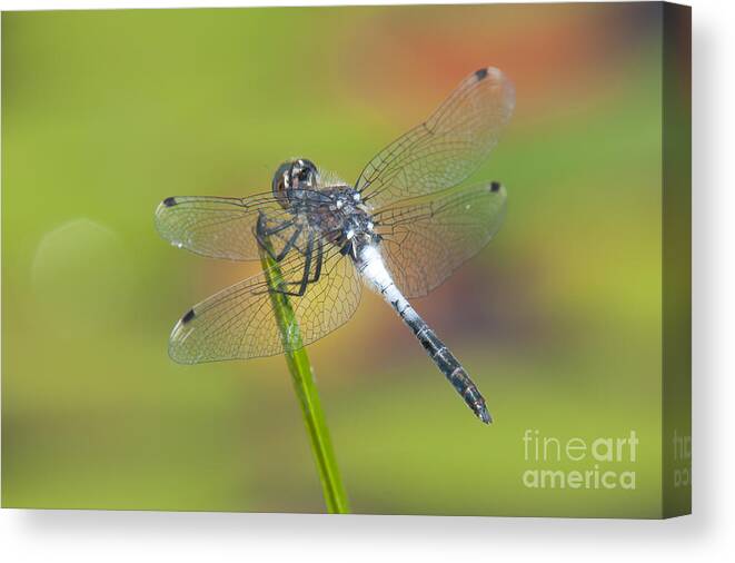 Clarence Holmes Canvas Print featuring the photograph Dragonfly and Lily Pads by Clarence Holmes