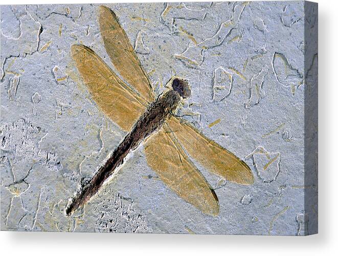 Ancient Dragonfly Canvas Print featuring the photograph Dragonfly Fossil by E.r. Degginger