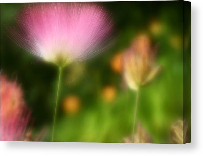 Mimosa Canvas Print featuring the photograph Dream Seeker by Michael Eingle