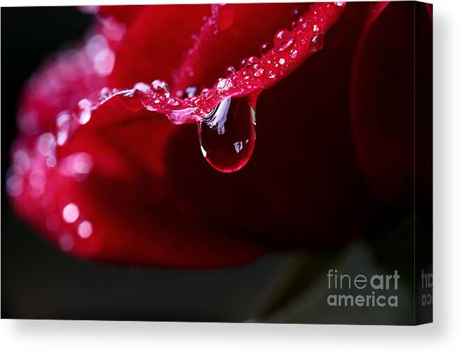 Rose Flower Canvas Print featuring the photograph Dreams On The Edge by Michael Eingle