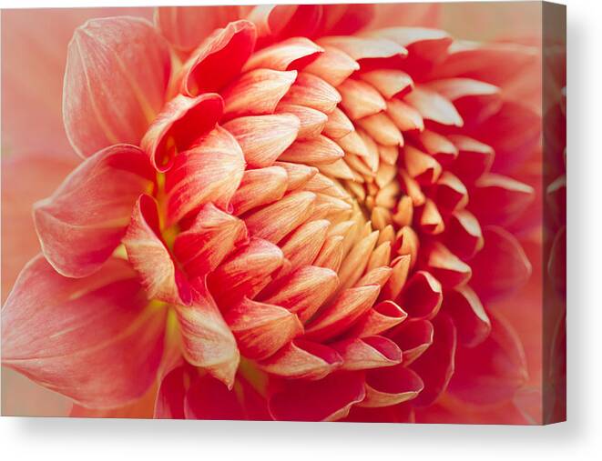 Florals Canvas Print featuring the photograph Dreamy Day by Marilyn Cornwell